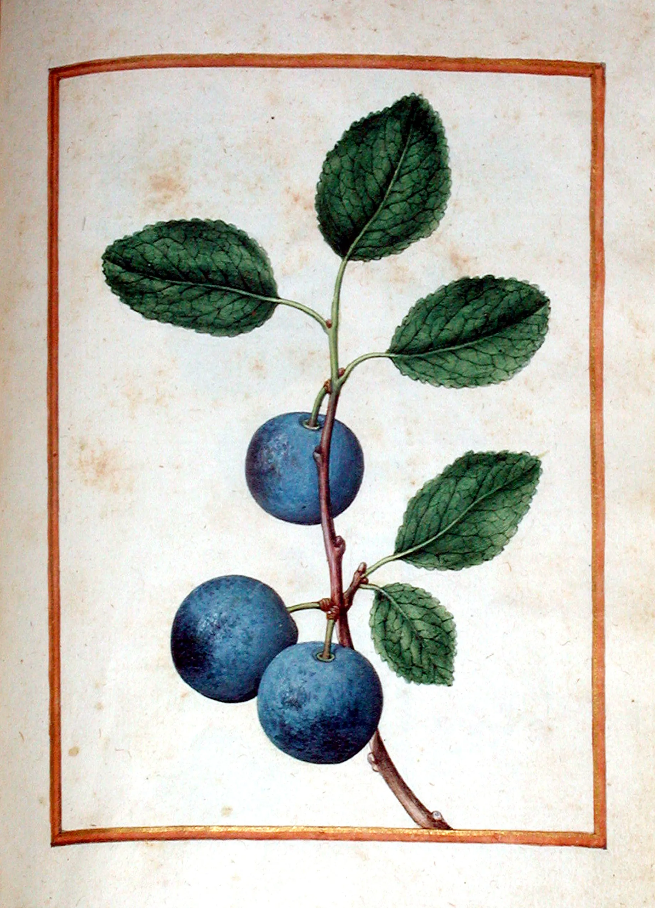 Jacques le Moyne de Morgues (French, ca. 1533-1588), Bullace